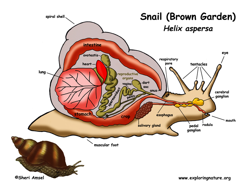 gastropod diagram