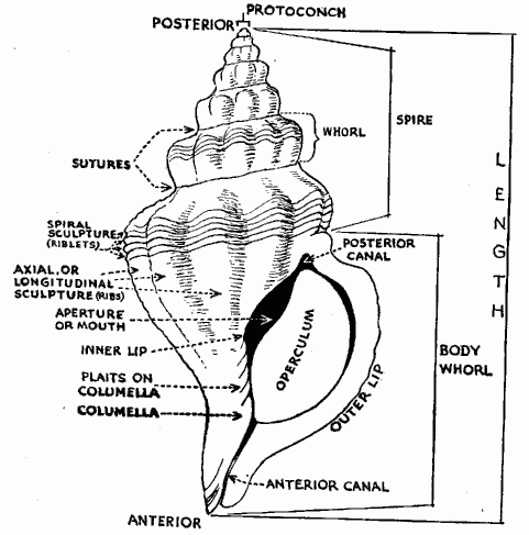 gastropod diagram