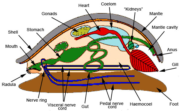 gastropod diagram