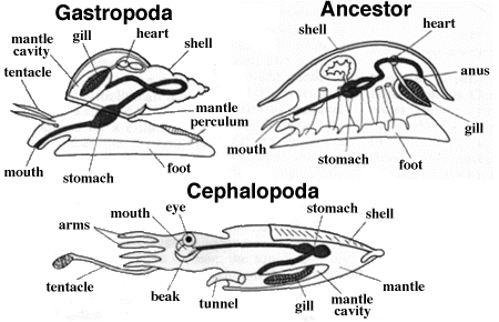 gastropod diagram