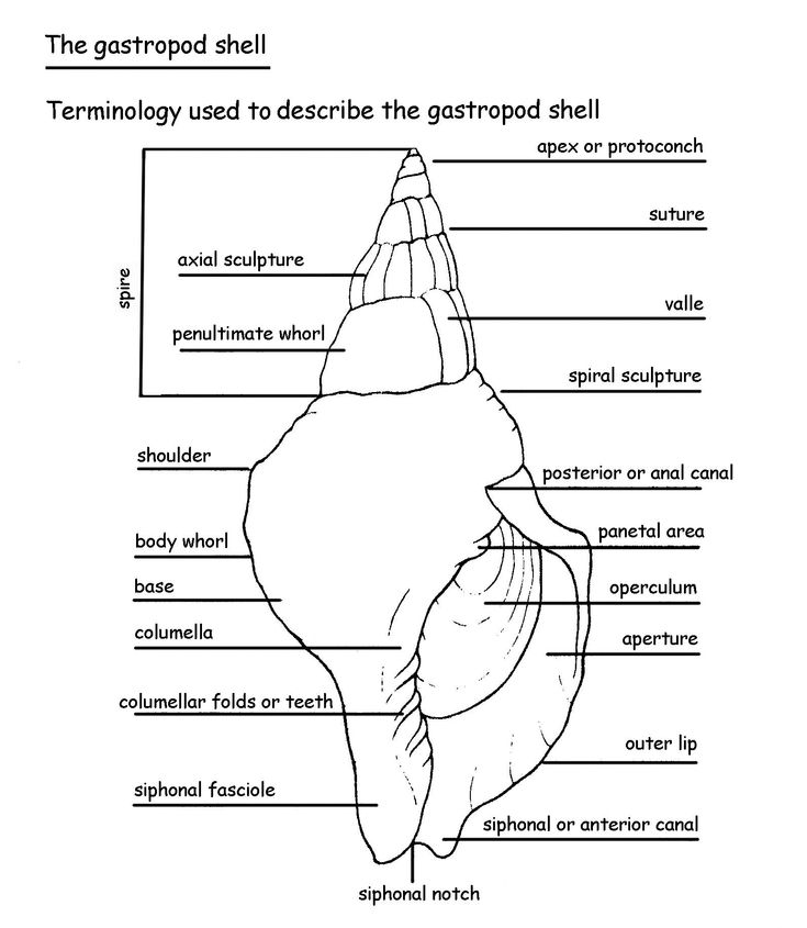 gastropod diagram