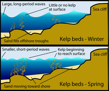 giant kelp diagram