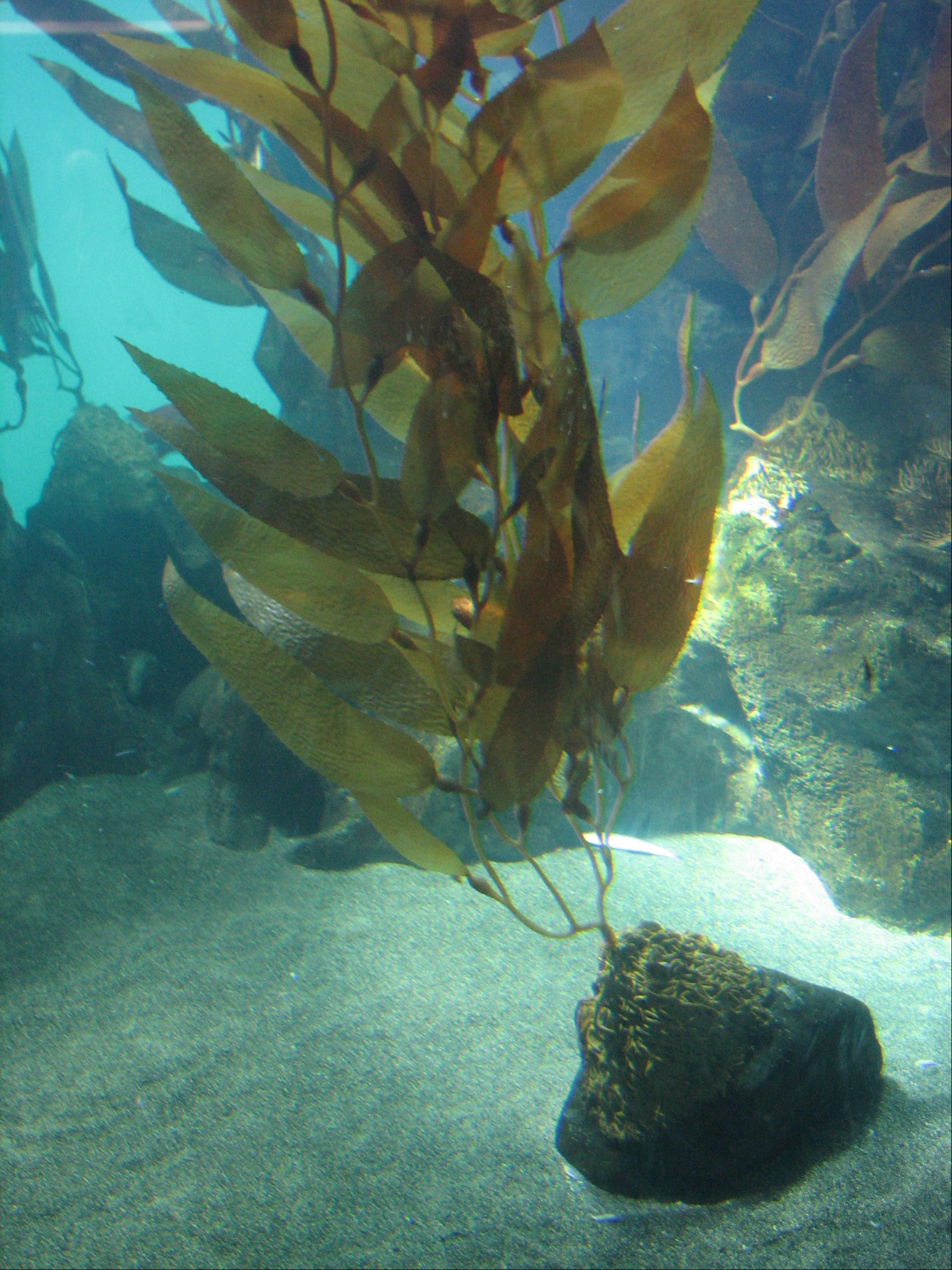 giant kelp diagram