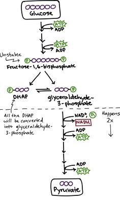 glycolysis diagram for kids