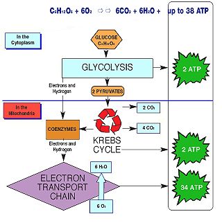 glycolysis diagram for kids