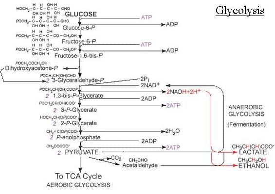 glycolysis worksheet diagram