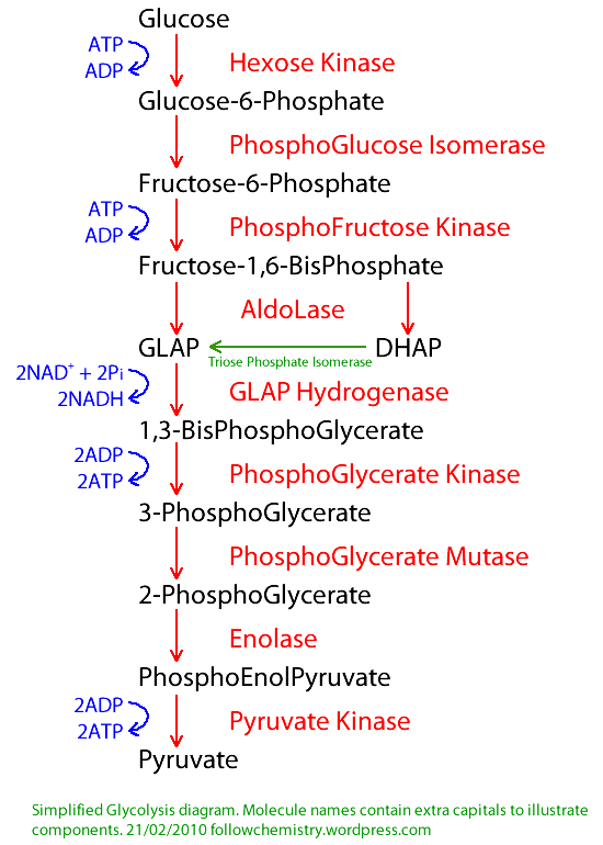 glycolysis worksheet diagram