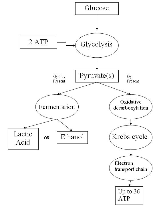 glycolysis worksheet diagram