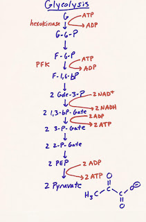 glycolysis worksheet diagram