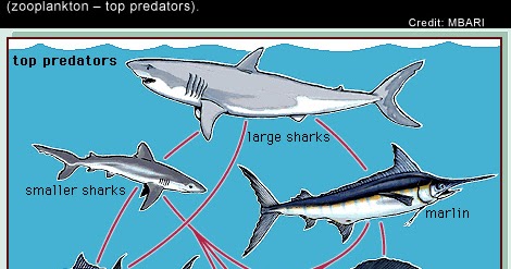 goblin shark diagram