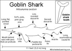 goblin shark diagram