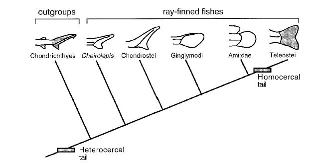 goblin shark diagram