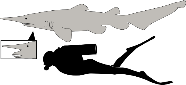 goblin shark diagram