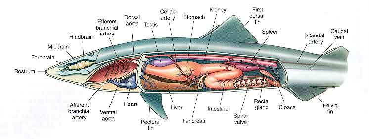 goblin shark diagram