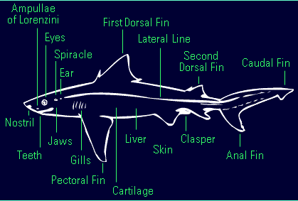 goblin shark diagram