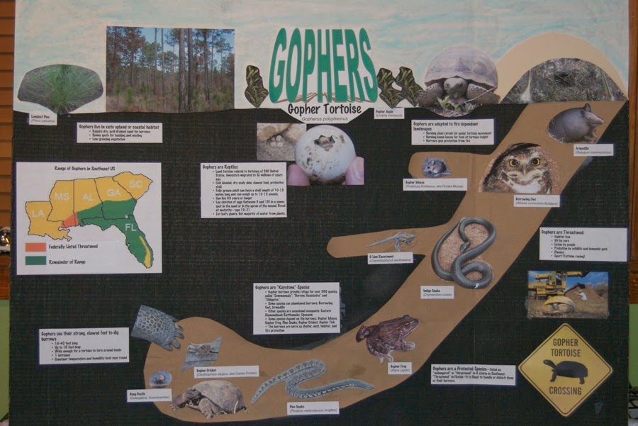 gopher tortoise burrow diagram
