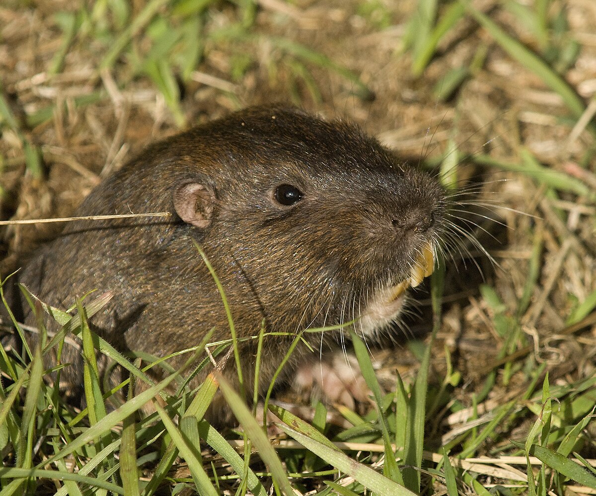 gopher tunnels diagram