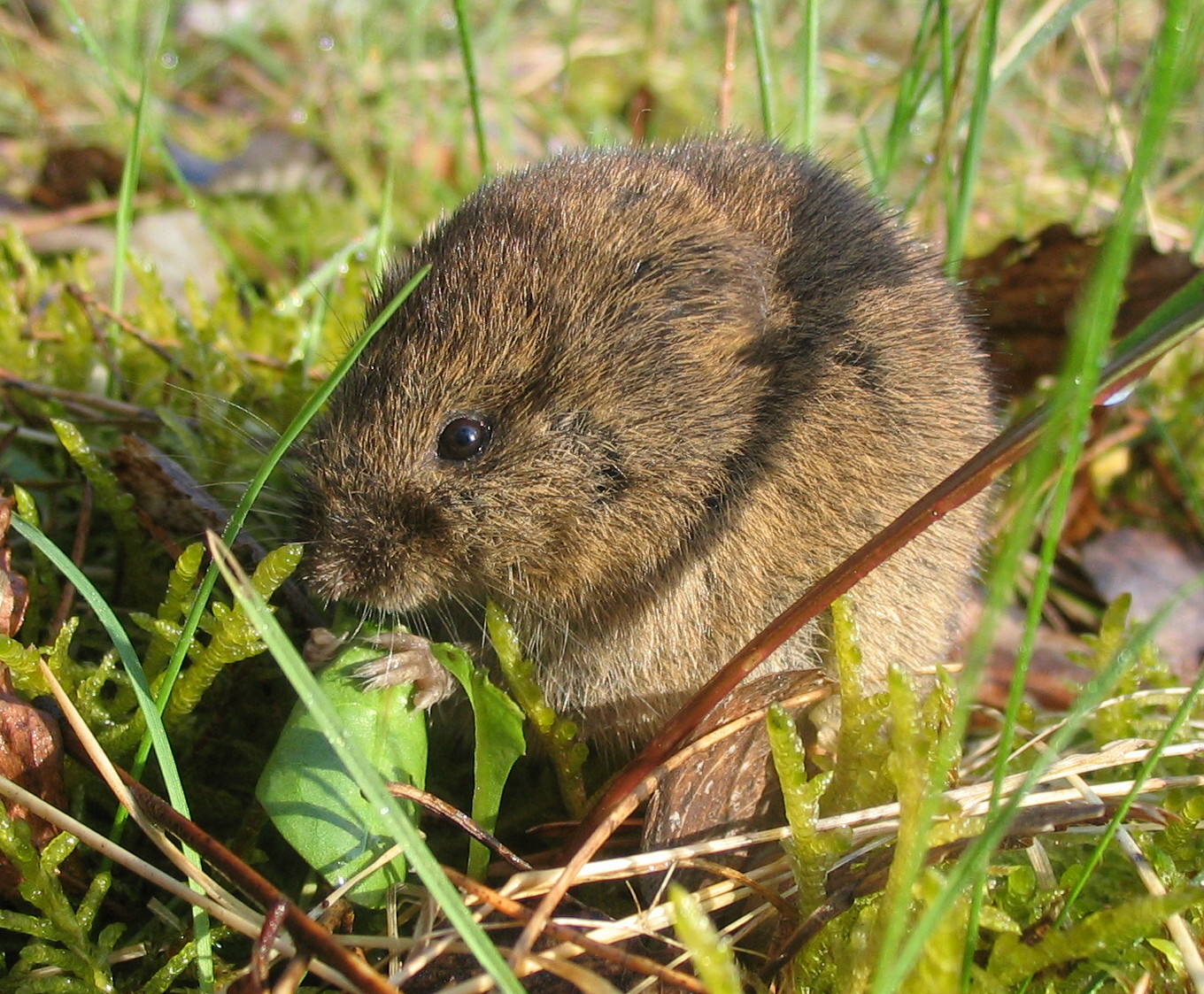 gopher tunnels diagram