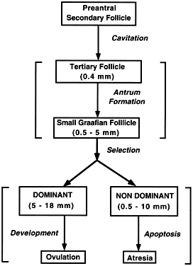 graafian follicle diagram