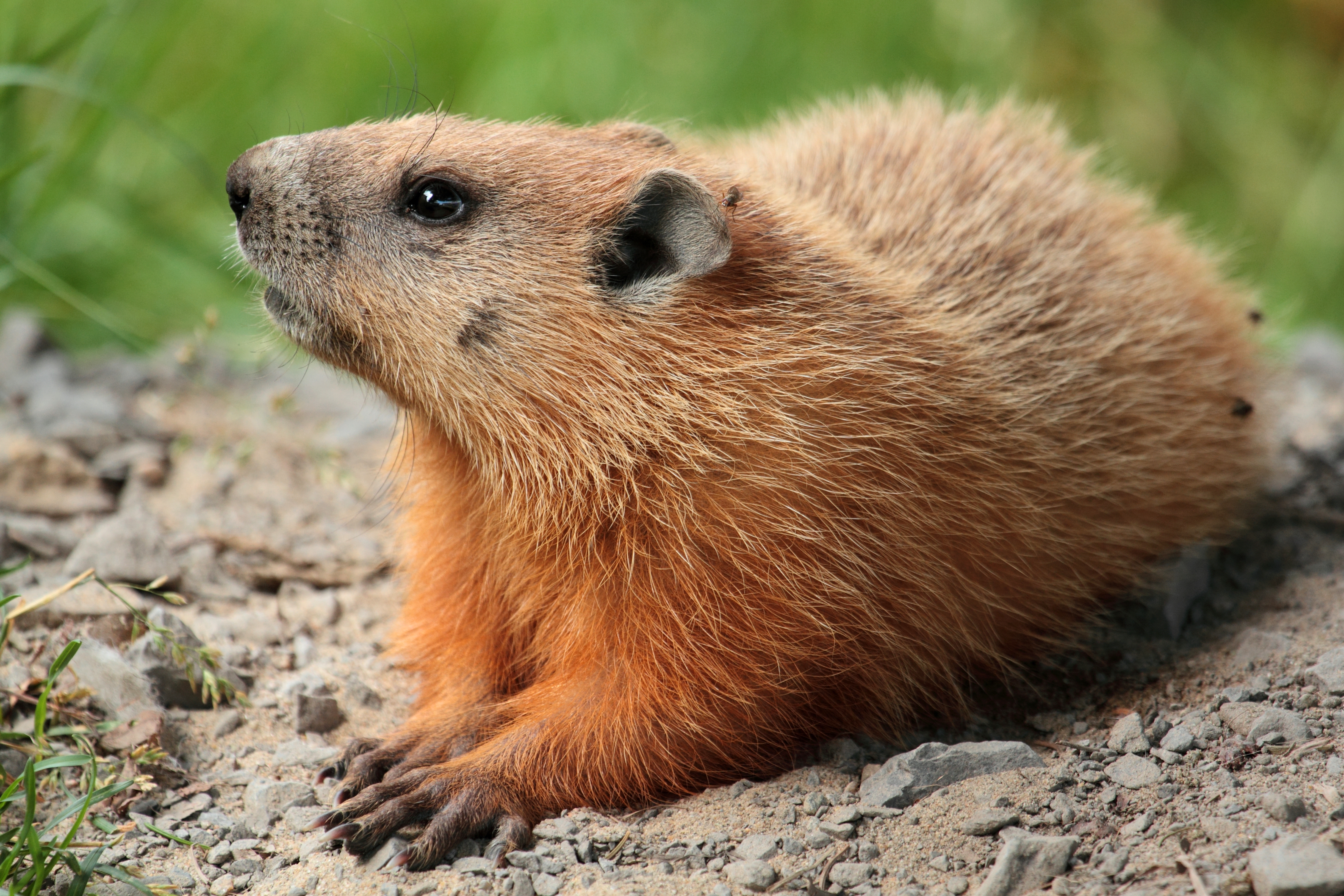 groundhog burrow diagram