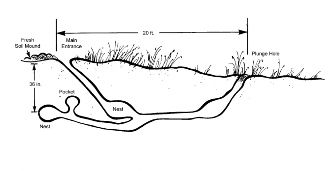 groundhog burrow diagram