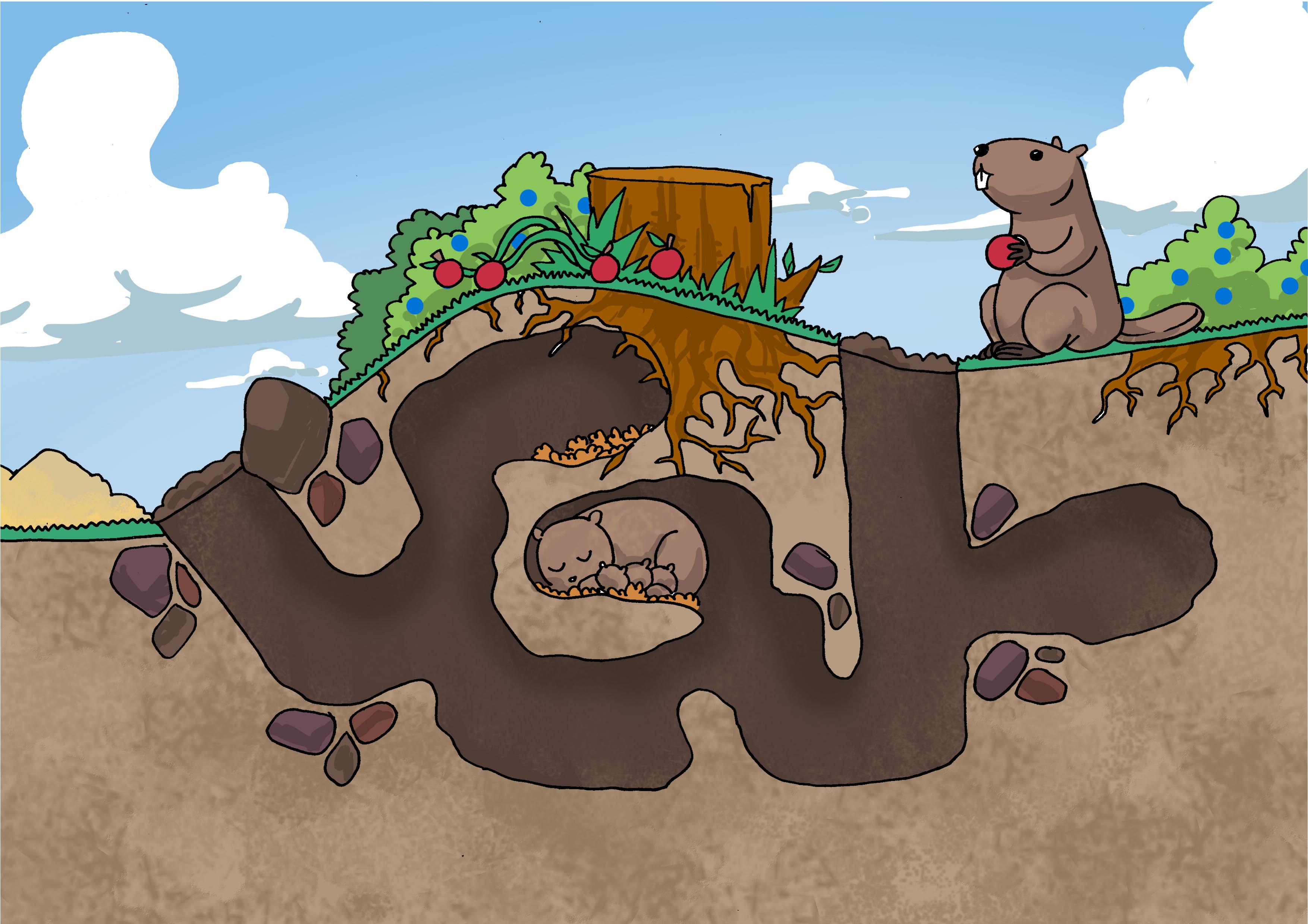 groundhog burrow diagram