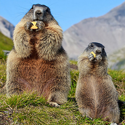 groundhog burrow diagram