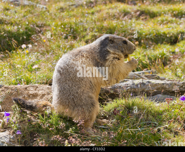 groundhog den diagram