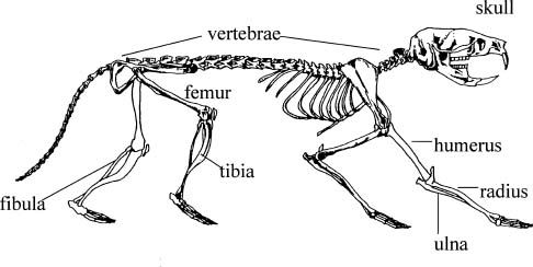 hamster skeleton diagram