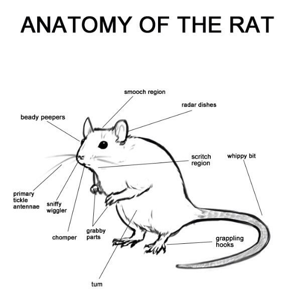 hamster skeleton diagram