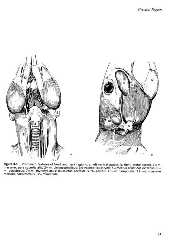 hamster skeleton diagram