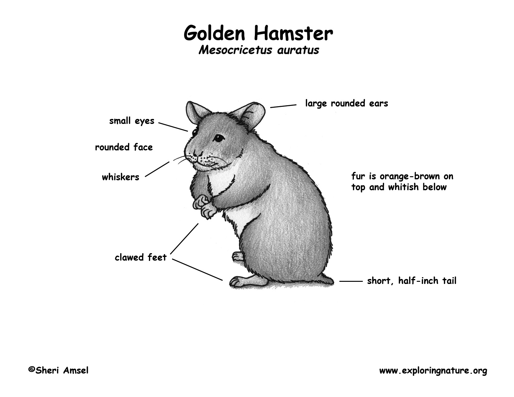 hamster skeleton diagram