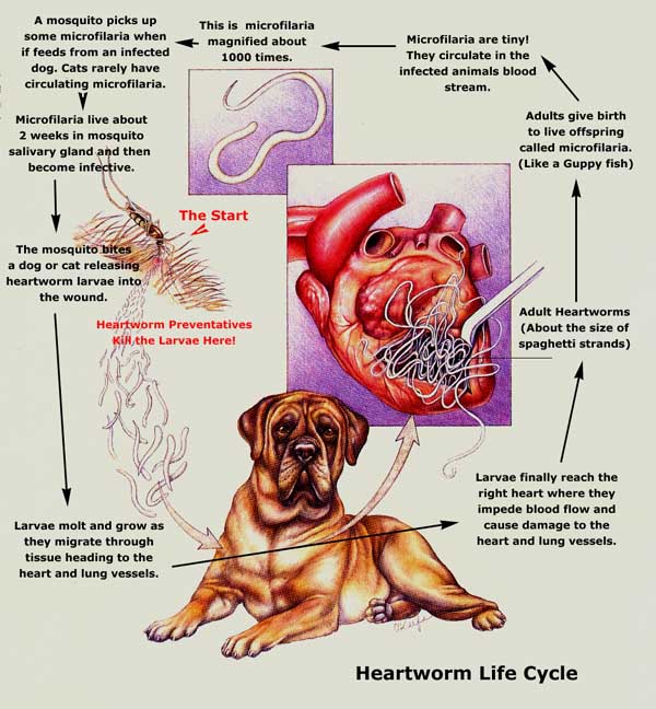 heartworm life cycle diagram