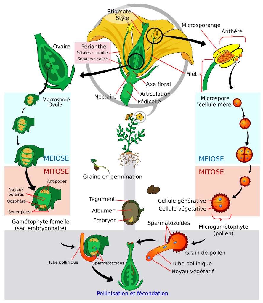 heartworm life cycle diagram