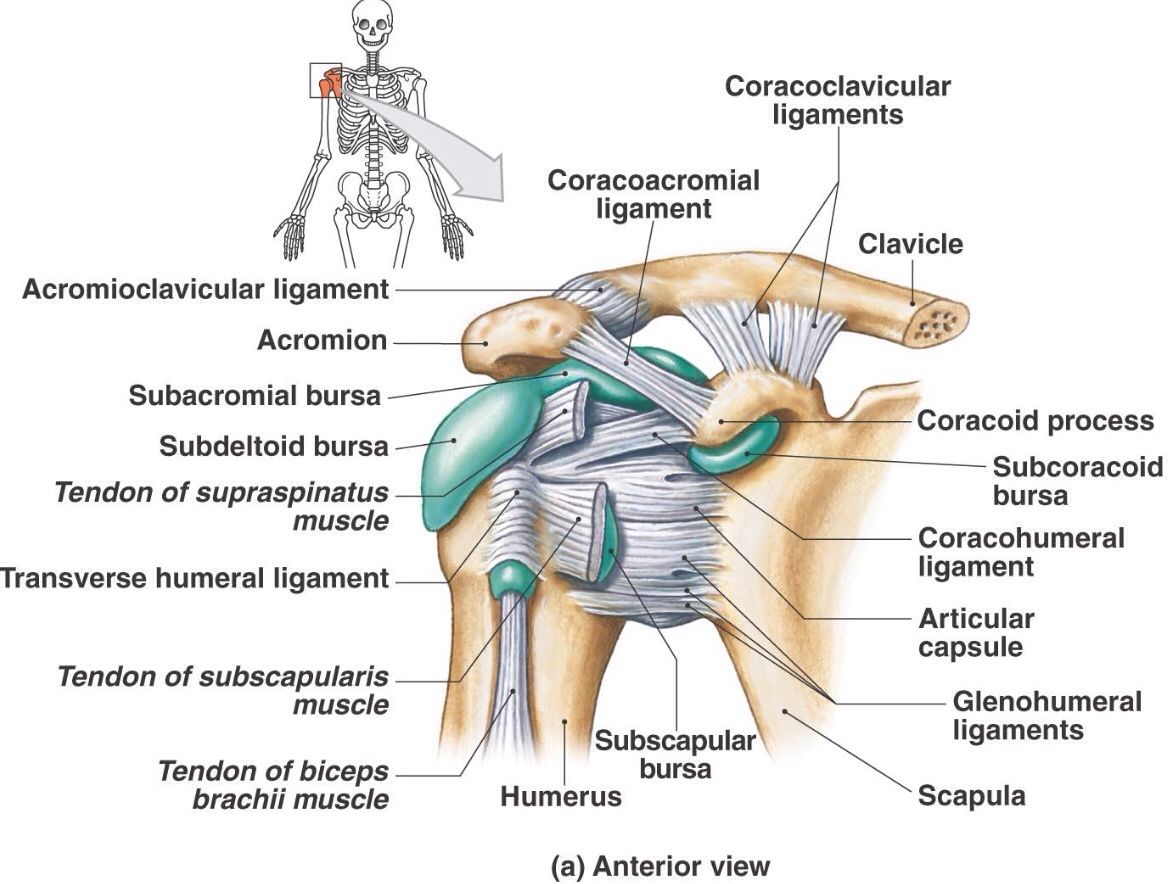 hip bursitis diagram