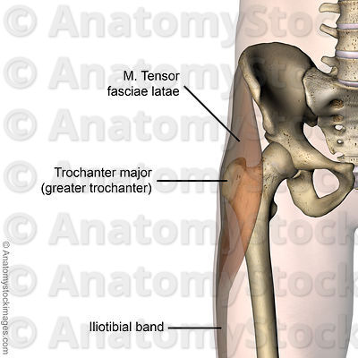 hip bursitis diagram