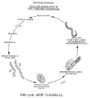hookworm life cycle diagram