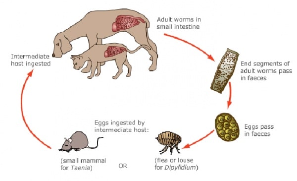 hookworm life cycle diagram