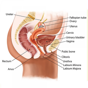 how to insert tampon diagram