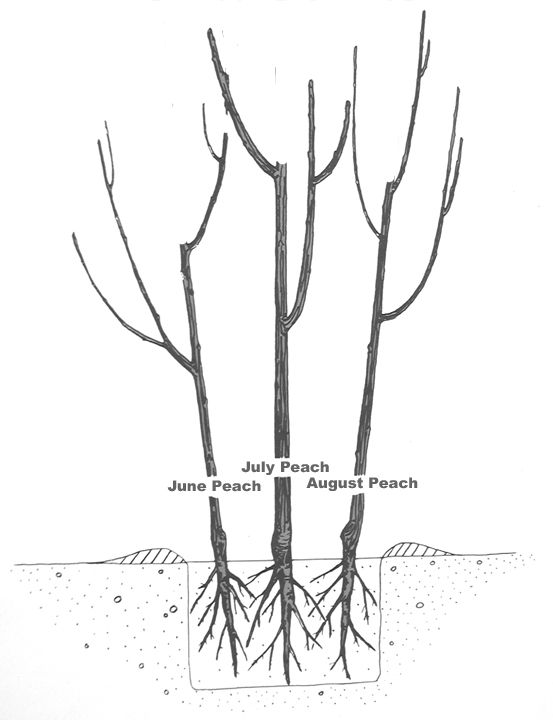 how to prune a nectarine tree diagram