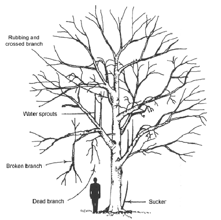how to prune a nectarine tree diagram