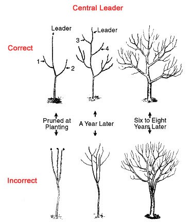 how to prune an apricot tree diagram