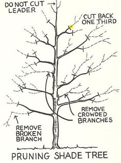 how to prune an apricot tree diagram