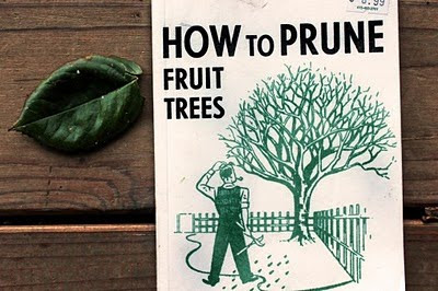 how to prune an apricot tree diagram