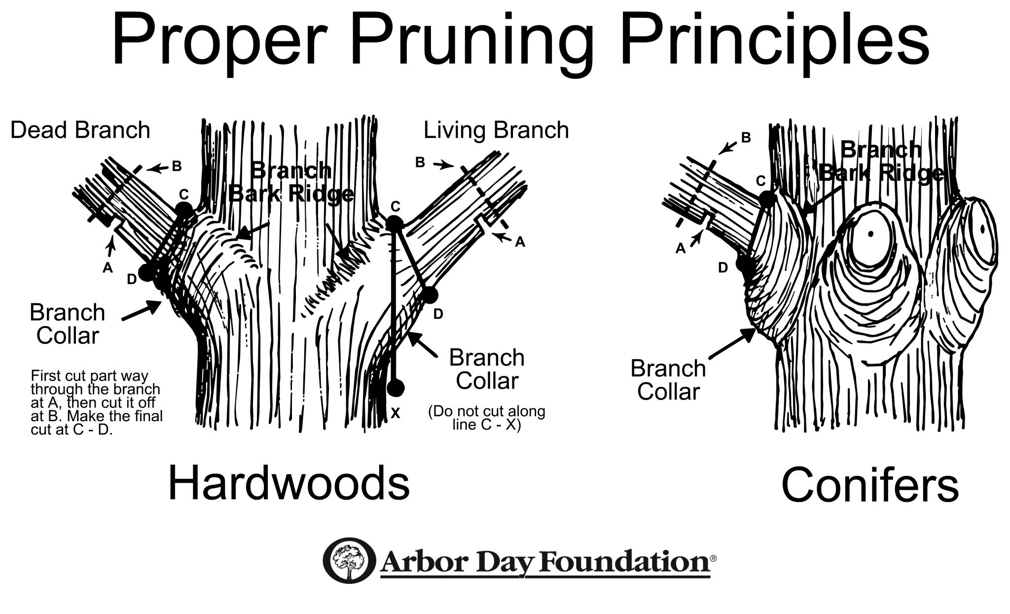 how to prune an apricot tree diagram