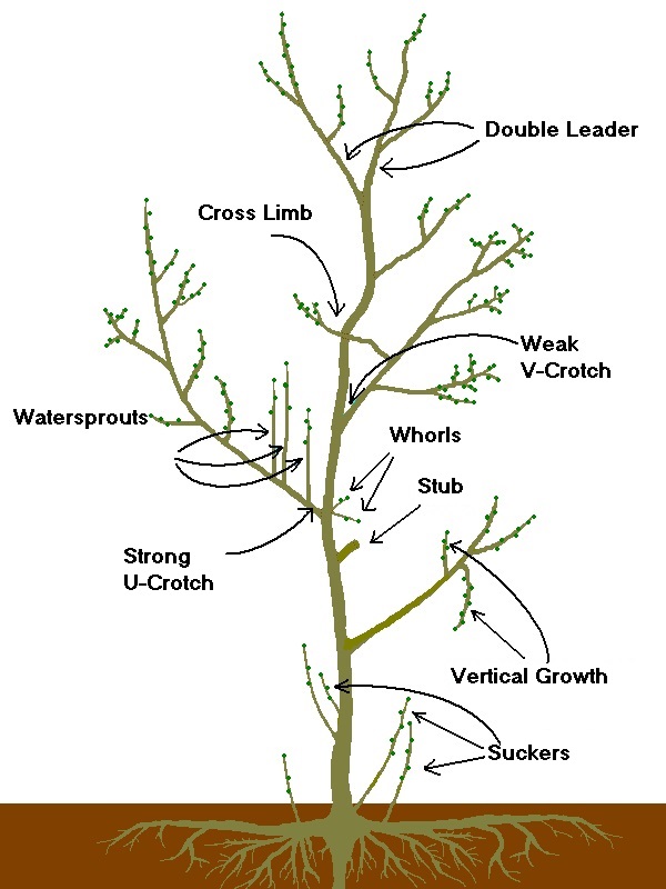 how to prune an apricot tree diagram