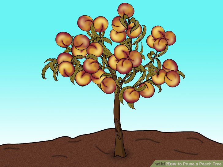 how to prune an apricot tree diagram