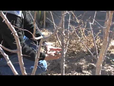 how to prune an apricot tree diagram