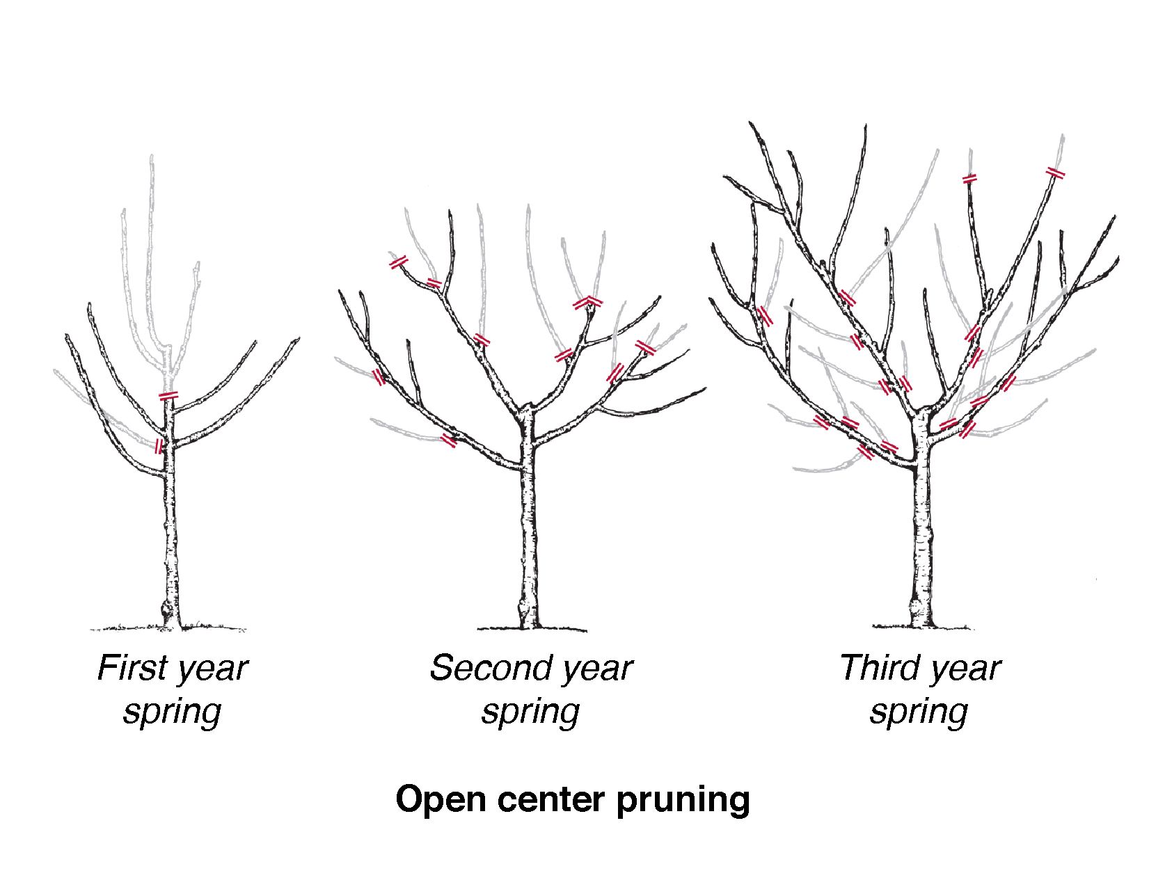 how to prune an apricot tree diagram