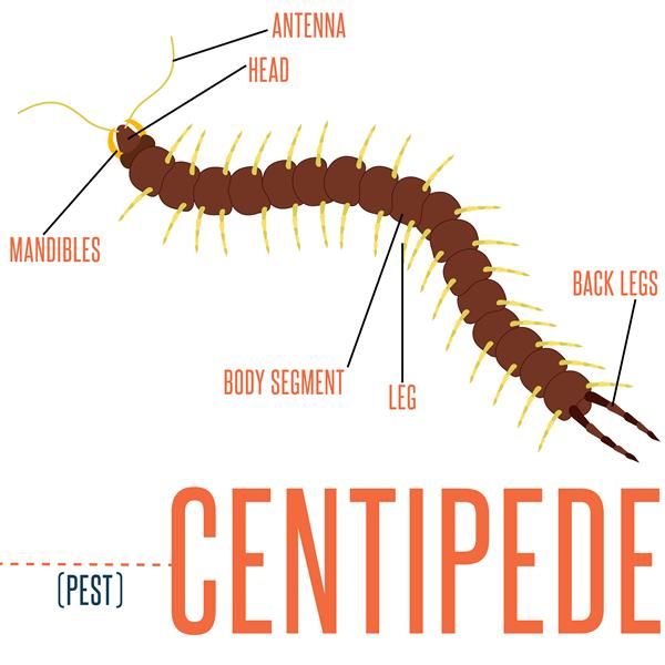 human centipede diagram